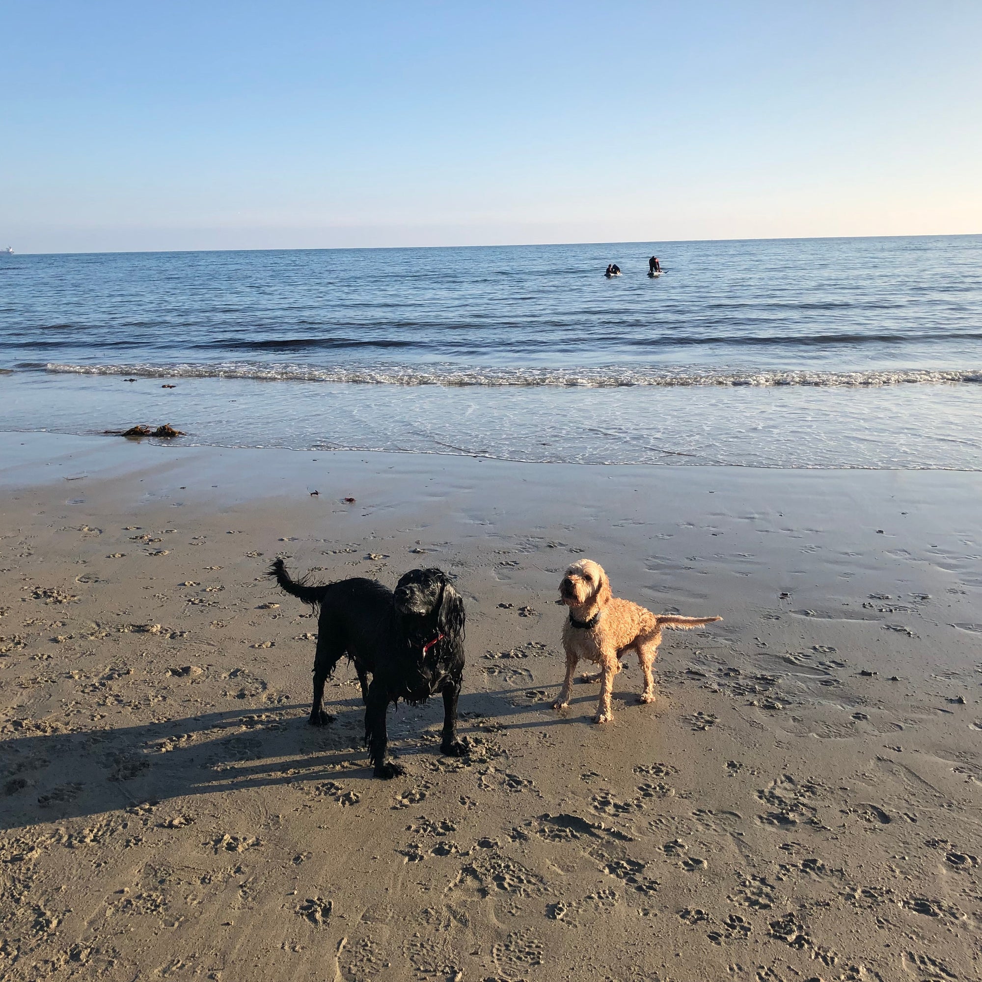 Dash Oval Pet Feeding Mat